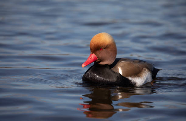 Red crested pochard Red crested pochard on water with reflection netta rufina stock pictures, royalty-free photos & images