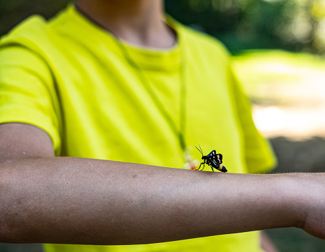 Butterfly on the boy’s hand in nature