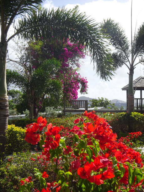 istock St. Kitts Italianate Gardens 1215972214