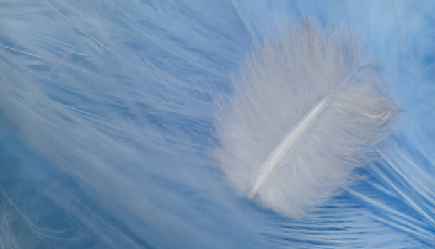 istock Close up Beautiful white trends bird  feather on a blue feather pattern texture background. Macro photography view. 1215972473