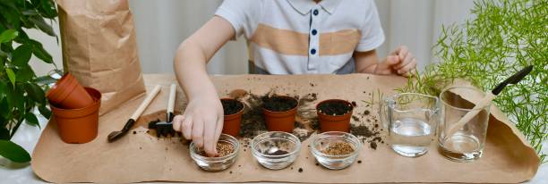 istock Planting beet seeds, coriander, cabbage. Hands of the child take coriander seed from a transparent bowl. 1215972791