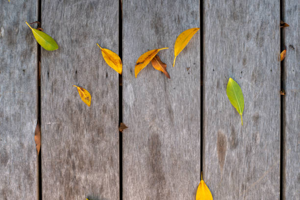 Yellow beautiful dry leaves lie on the ground, with wooden floor. Background of yellow fallen leaves in the backyard