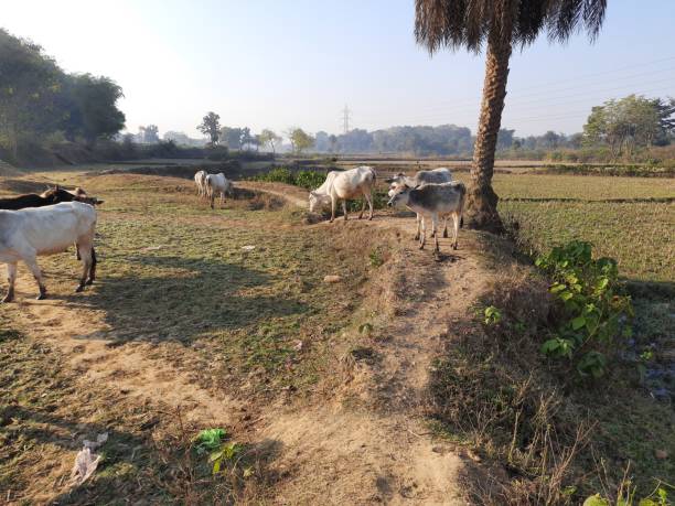 istock Herd of  cattle grazing in a pasture. 1215974524