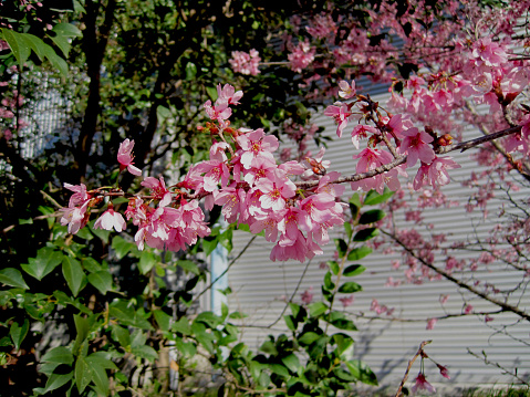 Photo of deep pink cherry blossoms.