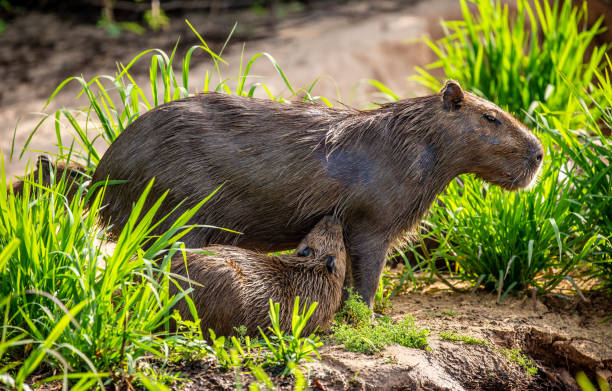 istock Capybara Mom and baby near a river. 1215975934