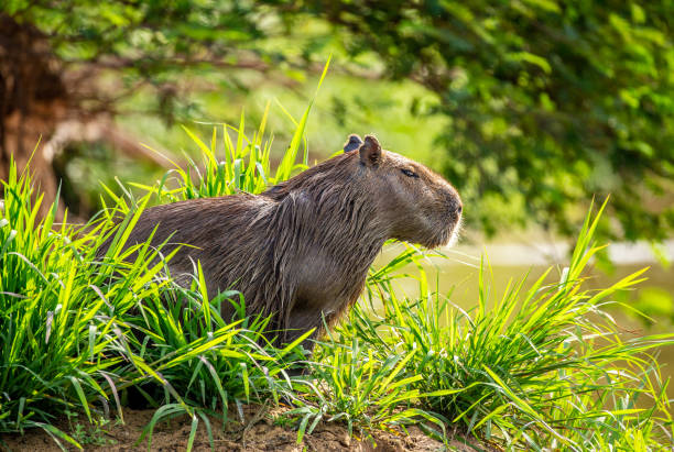 istock Capybara near the river in the grass. 1215975957