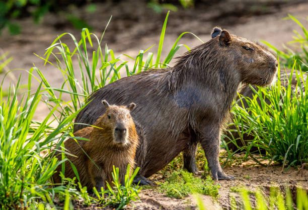 istock Capybara Mom and baby near a river. 1215975979