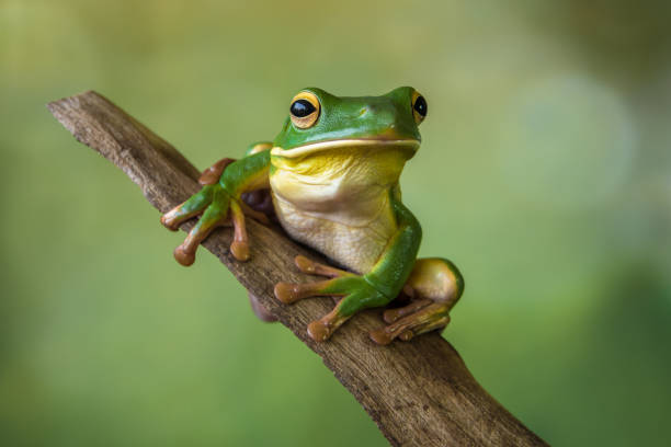 White lipped Frog standing in the branch