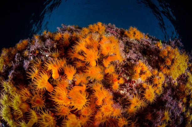 istock sea daisy Parazoanthus 1215976029