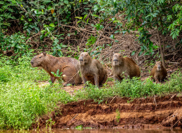 istock Capybara family in the grass by the river. 1215976063