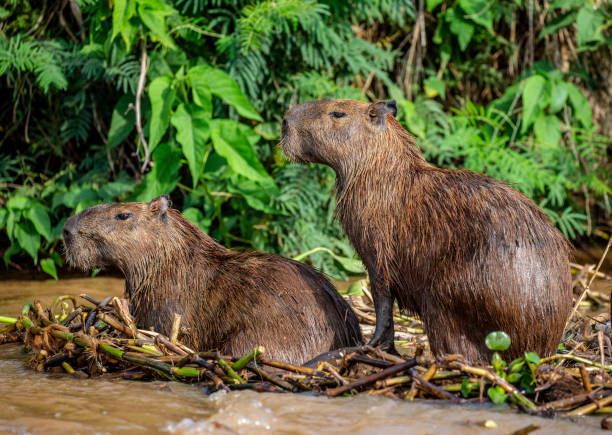 istock Two capybaras in the grass by the river. 1215976066
