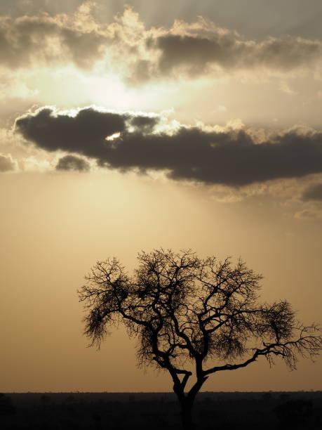 istock Winter sunset over the African savannah 1215976149