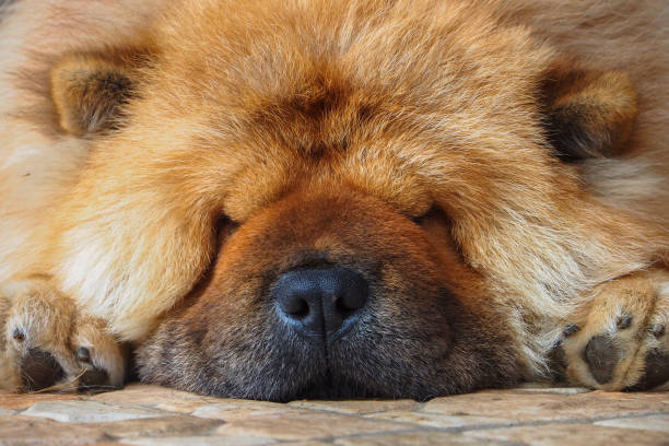 犬は眠っていた - chow domestic animals animal beautiful ストックフォトと画像