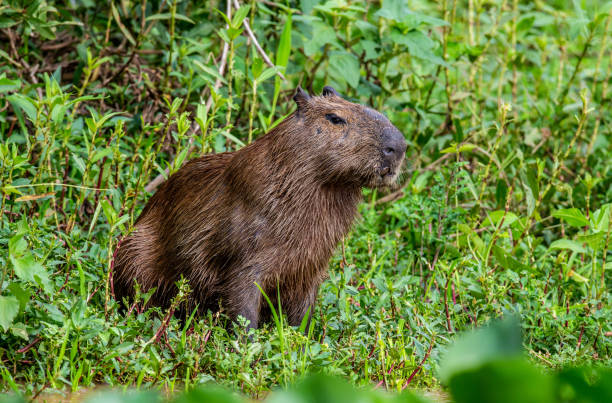 istock Capybara near the river in the grass. 1215976291