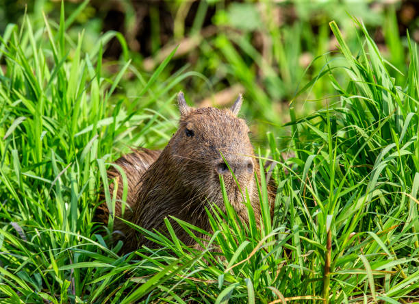 istock Portrait of a capybara. Close-up. 1215976849