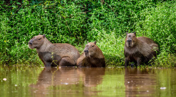 istock Capybara family in the grass by the river. 1215976918