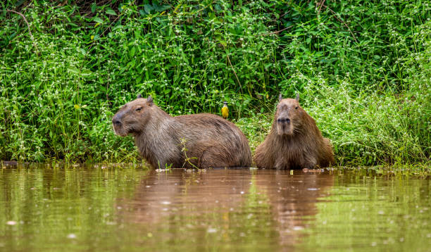 istock Two capybaras in the grass by the river. 1215976941
