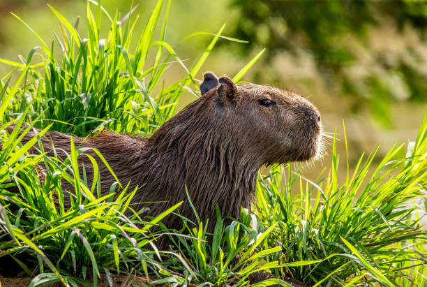 istock Portrait of a capybara. Close-up. 1215976942