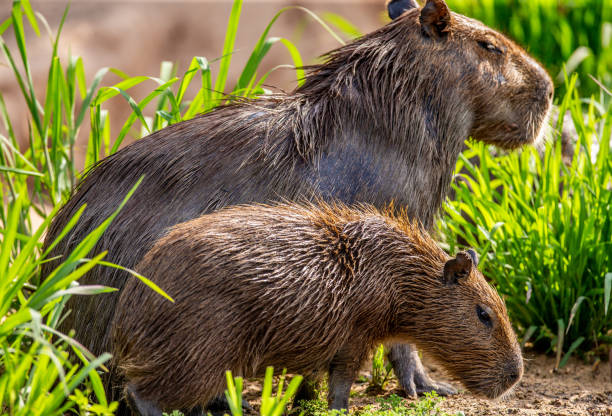 istock Capybara Mom and baby near a river. 1215977004