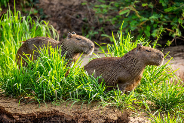 istock Two capybaras in the grass by the river. 1215977024