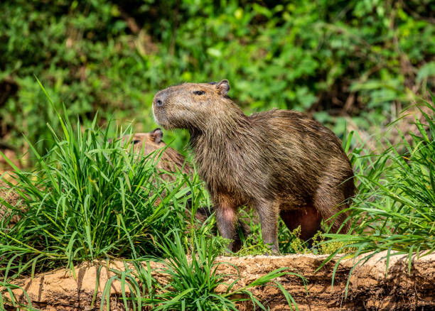 istock Two capybaras in the grass by the river. 1215977085