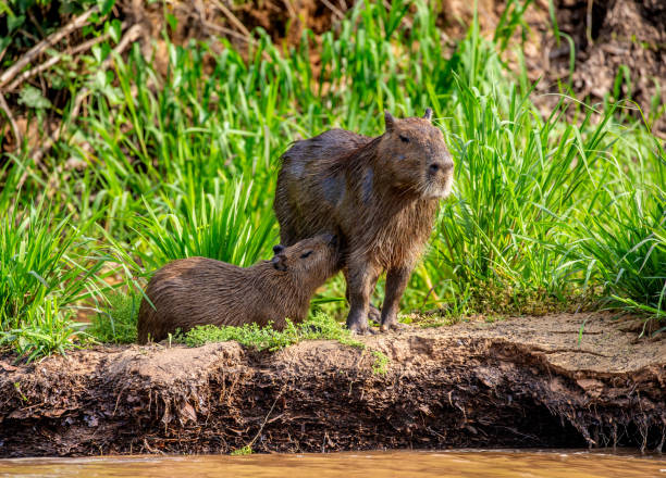 istock Capybara Mom and baby near a river. 1215977160