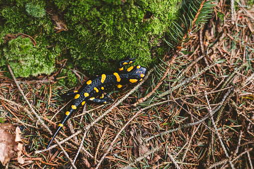 The fire salamander (Salamandra salamandra) is possibly the best-known salamander species in Europe.

It is black with yellow spots or stripes to a varying degree; some specimens can be nearly completely black while on others the yellow is dominant. Shades of red and orange may sometimes appear, either replacing or mixing with the yellow according to subspecies. Fire salamanders can have a very long lifespan.