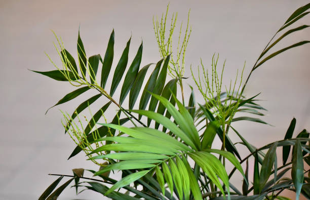 The palm tree chamaedorea elegans (bamboo palm) The palm tree chamaedorea elegans (bamboo palm) blooms of yellow flowers caenorhabditis elegans stock pictures, royalty-free photos & images