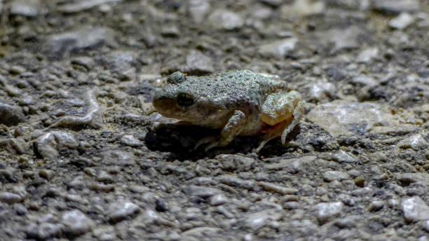 istock camouflaged frog on stone floor 1215981235