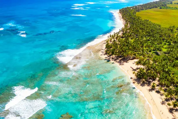 Aerial drone view of beautiful wild caribbean tropical beach with palms. Dominican Republic. Vacation background