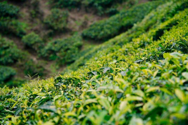 istock Tea plantations in the Cameron Highlands, Malaysia. 1215983297