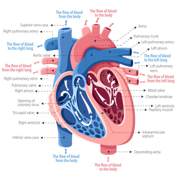 인간의 마음. 해부학 - left ventricle stock illustrations