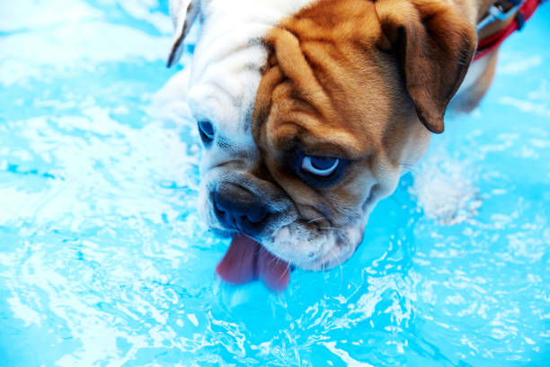 istock Bulldog and big water 1215984461