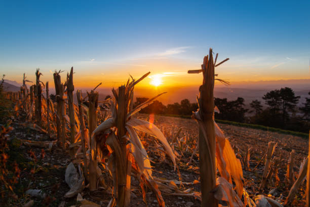 corn field - golden hour and sunrise