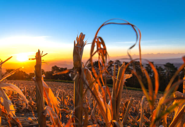 istock corn field - golden hour and sunrise 1215985187