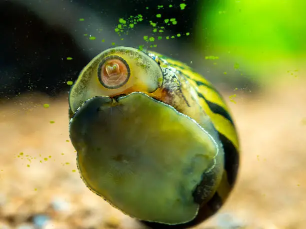 Photo of spotted nerite snail (Neritina natalensis) eating algae from the fish tank glass