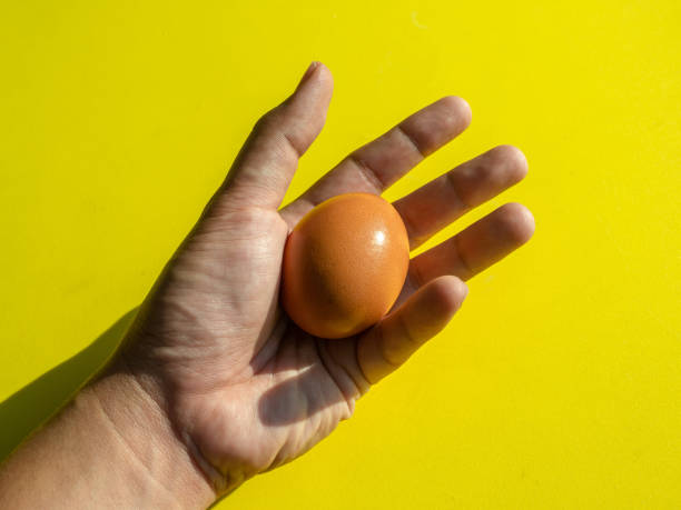 istock Hand holding fresh chicken egg isolated on yellow background. 1215986090