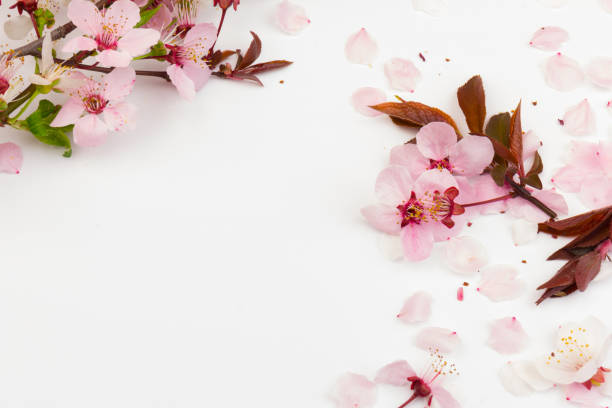 istock Cherry blossom , pink sakura flower isolated in white background 1215987571