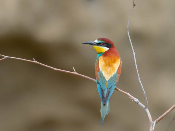 istock European Bee-eater, beautiful colored bird sitting on a twig 1215988978