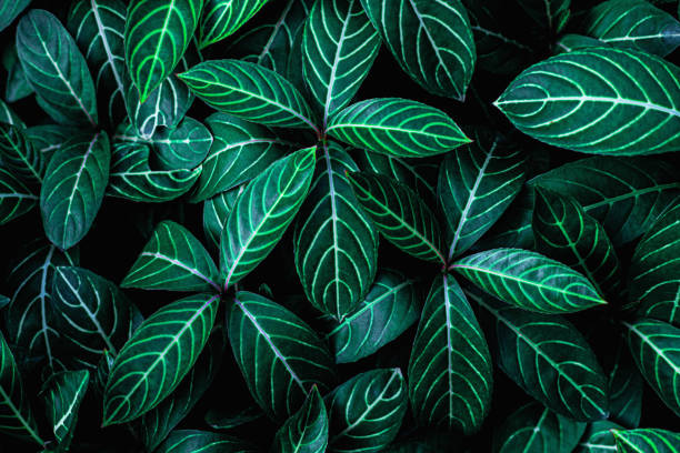 istock closeup nature view of green leaf background 1215989188