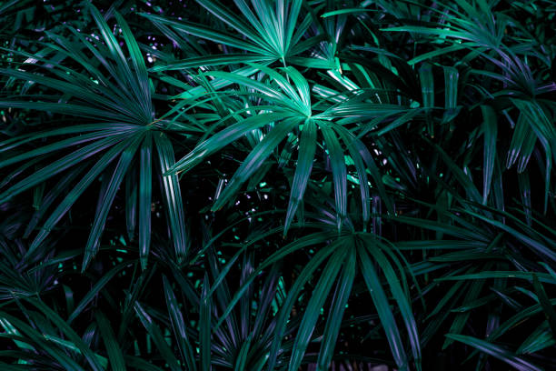 istock abstract natural green palm background 1215989978