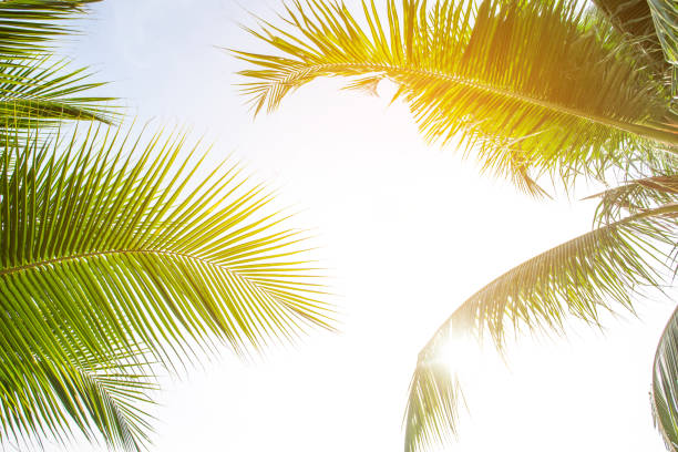 tropical palm leaf background, coconut palm trees perspective view
