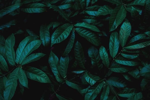 istock closeup nature view of green leaf background 1215991363