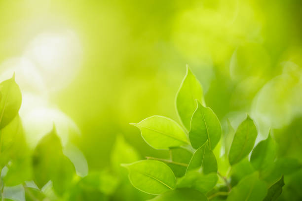istock Close up of beautiful nature view green leaf on blurred greenery background under sunlight with bokeh and copy space using as background natural plants landscape, ecology wallpaper concept. 1215991833