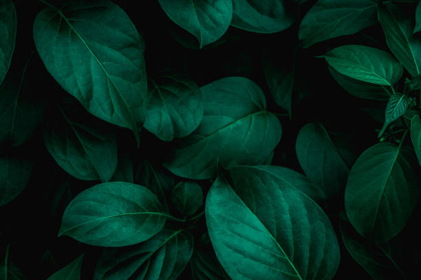 istock closeup nature view of green leaf background 1215991859