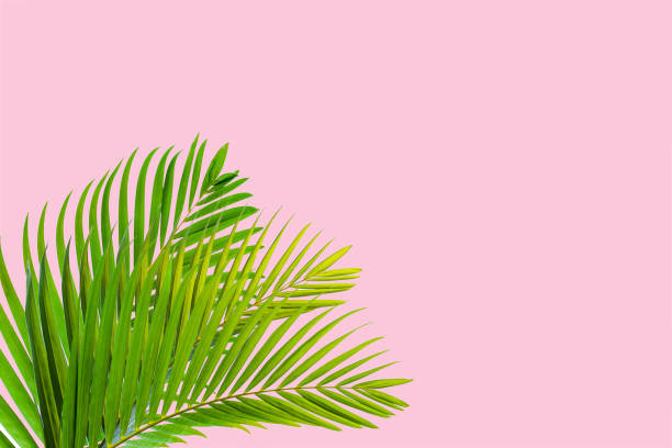 istock Natural palm leaf on pastel pink background 1215992229