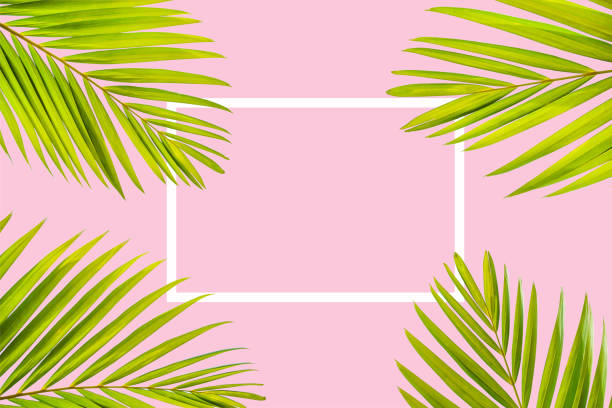 istock Natural palm leaf with white frame on pastel pink background 1215992337