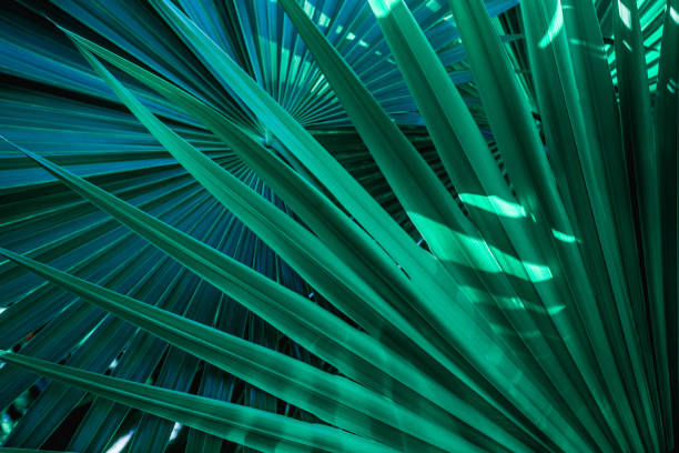 istock abstract natural green palm background 1215993072