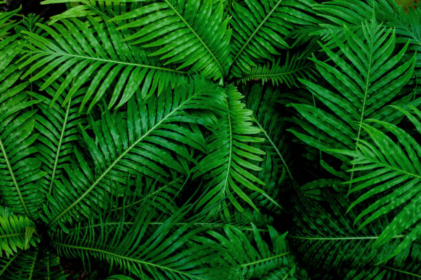 istock abstract dark green fern leaf background 1215993104