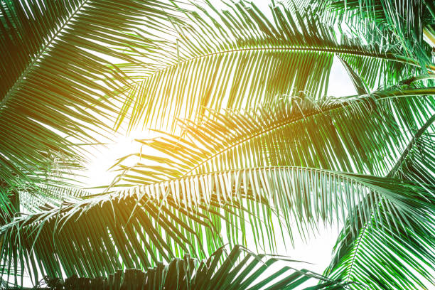 istock tropical palm leaf background, coconut palm trees perspective view 1215993342
